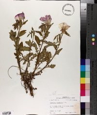 Oenothera speciosa image