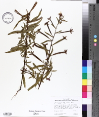 Ludwigia octovalvis image