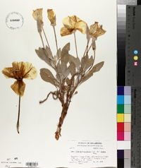 Oenothera macrocarpa subsp. incana image