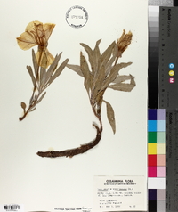 Oenothera macrocarpa image