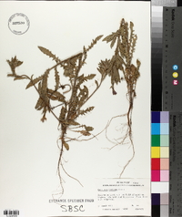 Oenothera mexicana image