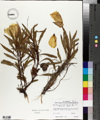 Oenothera macrocarpa subsp. oklahomensis image