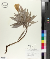 Oenothera macrocarpa image