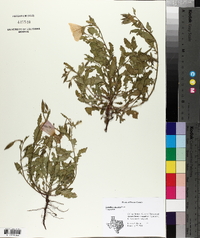 Oenothera speciosa image