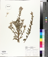 Oenothera heterophylla image