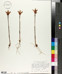 Arethusa bulbosa image