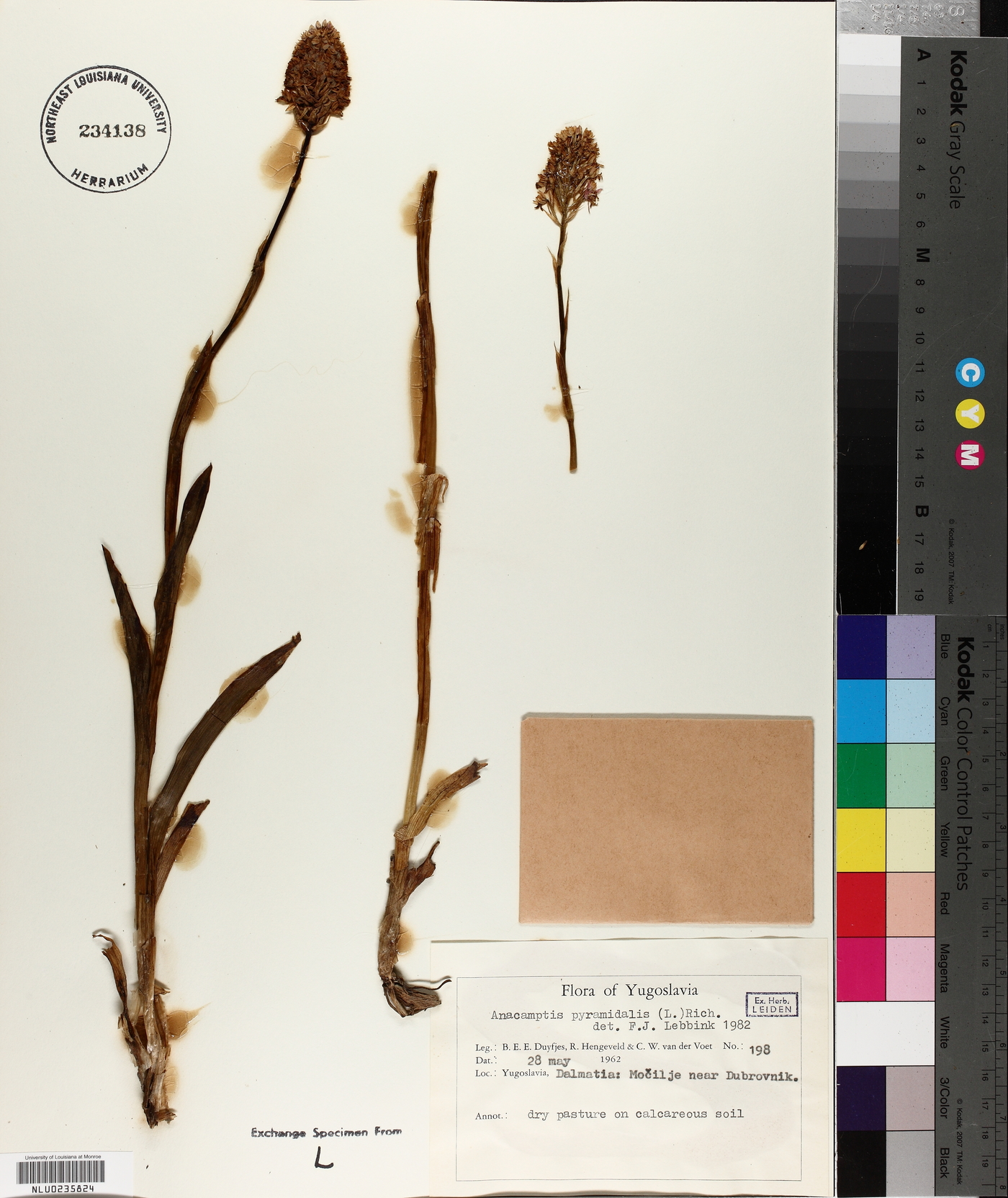 Anacamptis pyramidalis image
