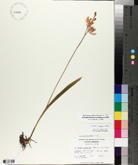 Calopogon tuberosus var. tuberosus image