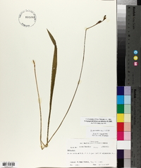 Calopogon tuberosus var. tuberosus image