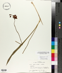 Calopogon tuberosus image