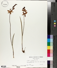 Calopogon tuberosus var. tuberosus image