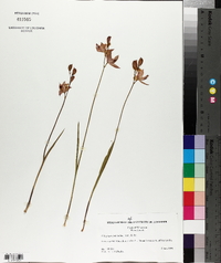 Calopogon tuberosus image