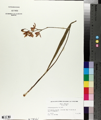 Calopogon tuberosus var. tuberosus image