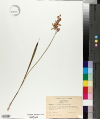 Calopogon tuberosus var. tuberosus image