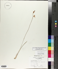 Calopogon pallidus image