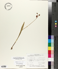 Calopogon tuberosus var. tuberosus image