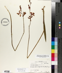 Calopogon tuberosus image