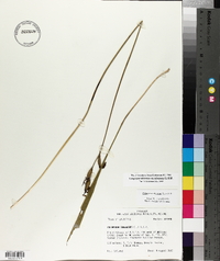 Calopogon tuberosus var. tuberosus image