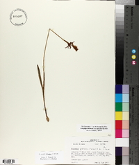 Calopogon tuberosus var. tuberosus image