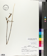 Calopogon tuberosus var. tuberosus image