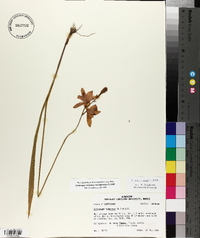 Calopogon tuberosus image