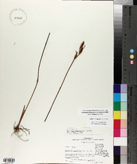 Calopogon tuberosus image