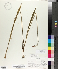 Calopogon tuberosus var. tuberosus image