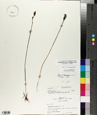 Calopogon tuberosus var. tuberosus image