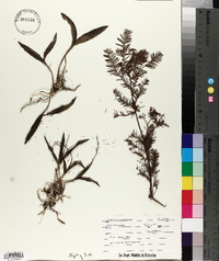 Epidendrum conopseum image