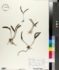 Epidendrum conopseum image