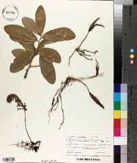 Epidendrum conopseum image