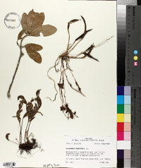 Epidendrum conopseum image