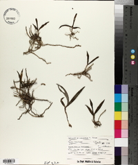 Epidendrum conopseum image