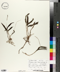 Epidendrum conopseum image