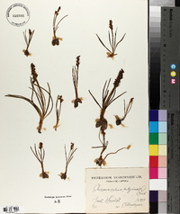 Chamorchis alpina image