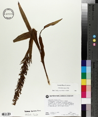 Habenaria repens image