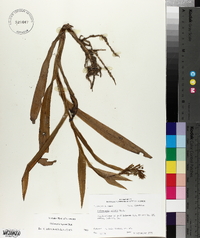 Habenaria repens image