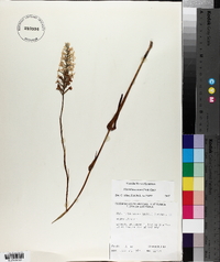 Platanthera nivea image