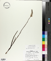 Platanthera nivea image
