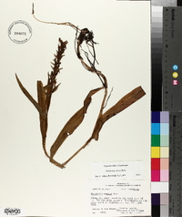 Habenaria repens image