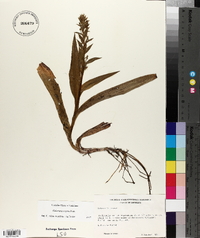 Habenaria repens image