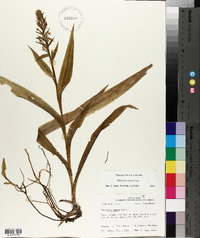 Habenaria repens image