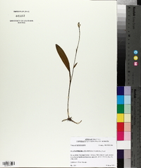 Platanthera clavellata image