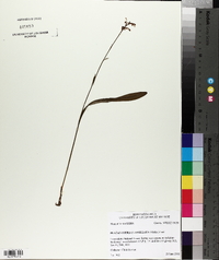 Platanthera clavellata image