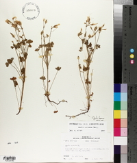 Oxalis texana image