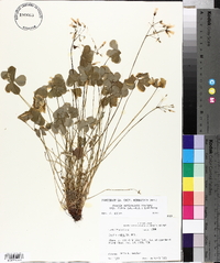 Oxalis articulata image