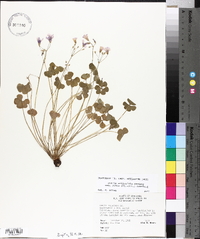 Oxalis articulata image