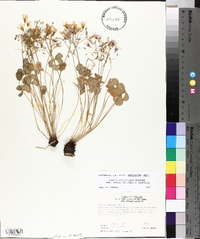 Oxalis articulata image