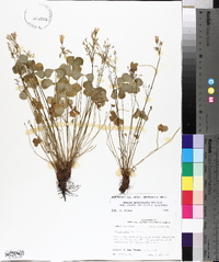 Oxalis articulata image