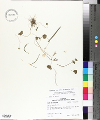 Oxalis articulata image